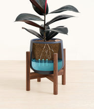 Load image into Gallery viewer, Deep Navy stand:walnut