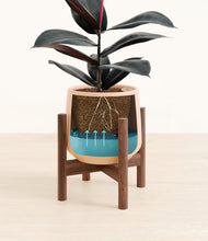 Load image into Gallery viewer, Gentle Pink stand:walnut