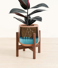 Load image into Gallery viewer, Calm Rose stand:walnut