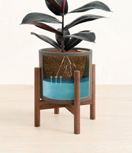 Load image into Gallery viewer, Dark Olive stand:walnut