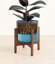 Load image into Gallery viewer, Deep Navy stand:walnut