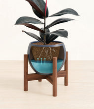 Load image into Gallery viewer, Deep Navy stand:walnut