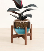 Load image into Gallery viewer, Desert Brown stand:walnut