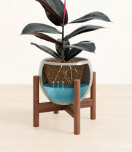 Load image into Gallery viewer, Deep Ocean stand:walnut