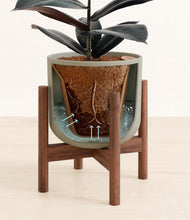 Load image into Gallery viewer, Sage Green stand:walnut