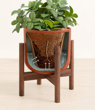 Load image into Gallery viewer, Earth Red stand:walnut