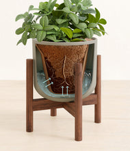 Load image into Gallery viewer, Sage Green stand:walnut