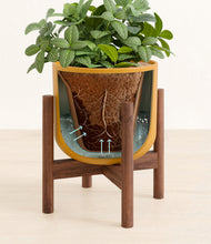 Load image into Gallery viewer, Sunset Orange stand:walnut