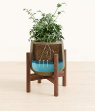 Load image into Gallery viewer, Olive stand:walnut