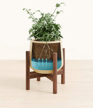 Load image into Gallery viewer, Almond Green stand:walnut