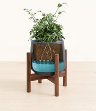 Load image into Gallery viewer, Deep Navy stand:walnut