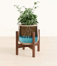 Load image into Gallery viewer, Eternal Gray stand:walnut