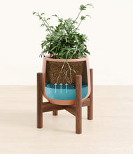 Load image into Gallery viewer, Calm Rose stand:walnut