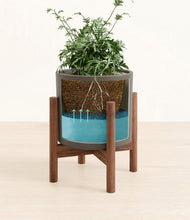 Load image into Gallery viewer, Dark Olive stand:walnut