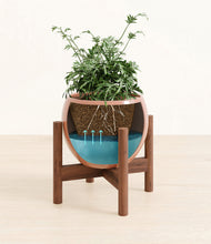 Load image into Gallery viewer, Calm Rose stand:walnut