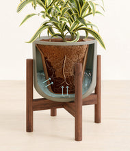 Load image into Gallery viewer, Sage Green stand:walnut