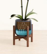 Load image into Gallery viewer, Deep Navy stand:walnut