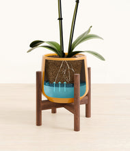 Load image into Gallery viewer, Mustard stand:walnut