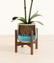 Load image into Gallery viewer, Turquoise stand:walnut