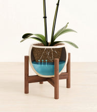 Load image into Gallery viewer, Shiny EggWhite stand:walnut