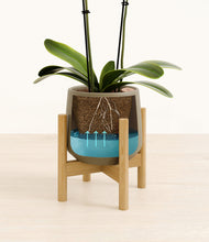 Load image into Gallery viewer, Olive stand:bamboo