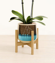 Load image into Gallery viewer, Almond Green stand:bamboo