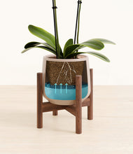 Load image into Gallery viewer, Eternal Gray stand:walnut