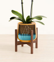 Load image into Gallery viewer, Mustard stand:walnut