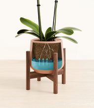 Load image into Gallery viewer, Calm Rose stand:walnut