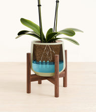 Load image into Gallery viewer, Turquoise stand:walnut