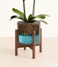 Load image into Gallery viewer, Dark Olive stand:walnut