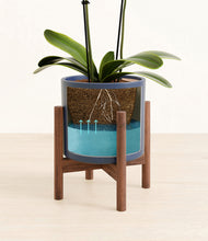 Load image into Gallery viewer, Deep Navy stand:walnut