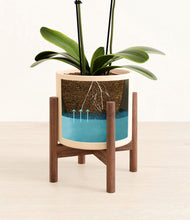 Load image into Gallery viewer, Cream stand:walnut