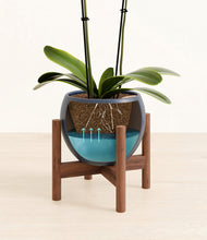 Load image into Gallery viewer, Deep Navy stand:walnut