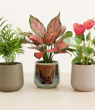 Load image into Gallery viewer, Earthy stand:all