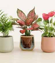 Load image into Gallery viewer, Lily Pad stand:all