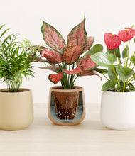 Load image into Gallery viewer, Sandy stand:all