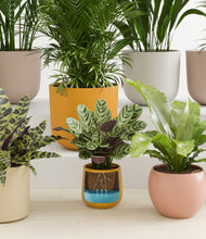 Load image into Gallery viewer, Evening Sky