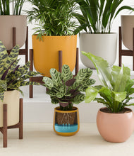 Load image into Gallery viewer, Evening Sky stand:eight_stands