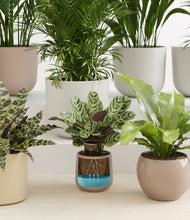 Load image into Gallery viewer, Sandy