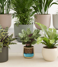 Load image into Gallery viewer, Woodland