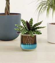 Load image into Gallery viewer, Earthy stand:all