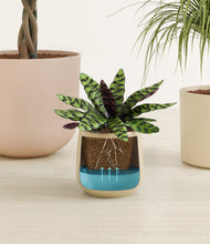 Load image into Gallery viewer, Sandy stand:all