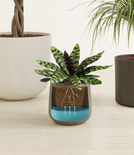 Load image into Gallery viewer, Woodland stand:all