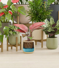 Load image into Gallery viewer, Countryside stand:nine_stands