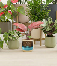 Load image into Gallery viewer, Countryside stand:thirteen_stands