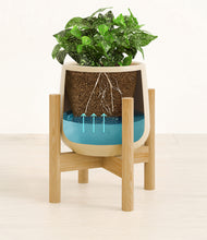 Load image into Gallery viewer, Almond Green stand:bamboo