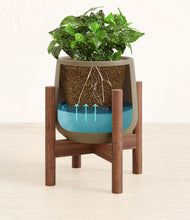 Load image into Gallery viewer, Olive stand:walnut