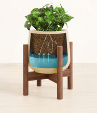 Load image into Gallery viewer, Almond Green stand:walnut