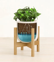 Load image into Gallery viewer, Cotton White stand:bamboo